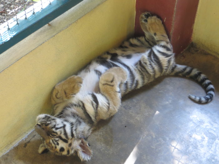 rencontre bébé tigre